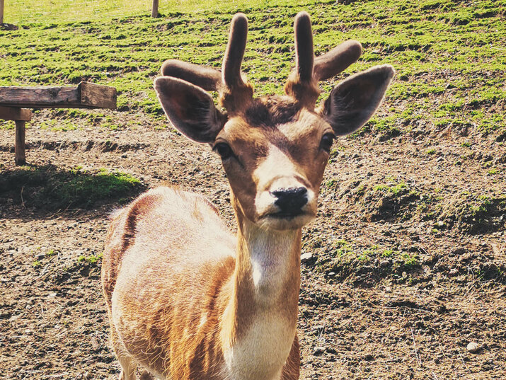 Hirsch im Streichelzoo