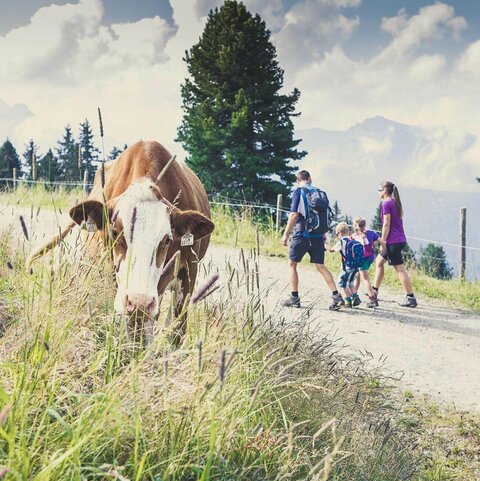 Eine Familie spaziert an einer Kuh vorbei